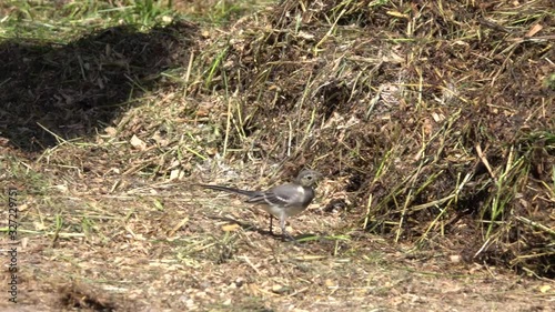 Waldschabe, Pleusschaben (Ectobiinae) photo