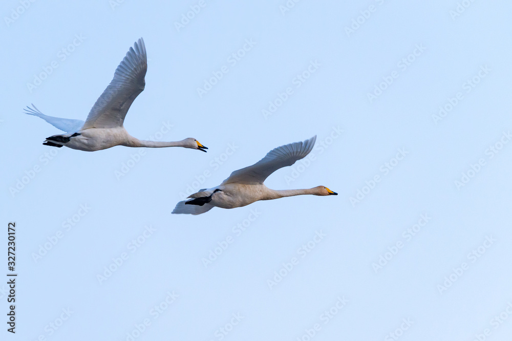 Flying swans, migratory birds, blue sky background. The birds return to their breeding sites in Sweden. Flying in a stretch  in the evening. Copy space, with place for lettering, text.