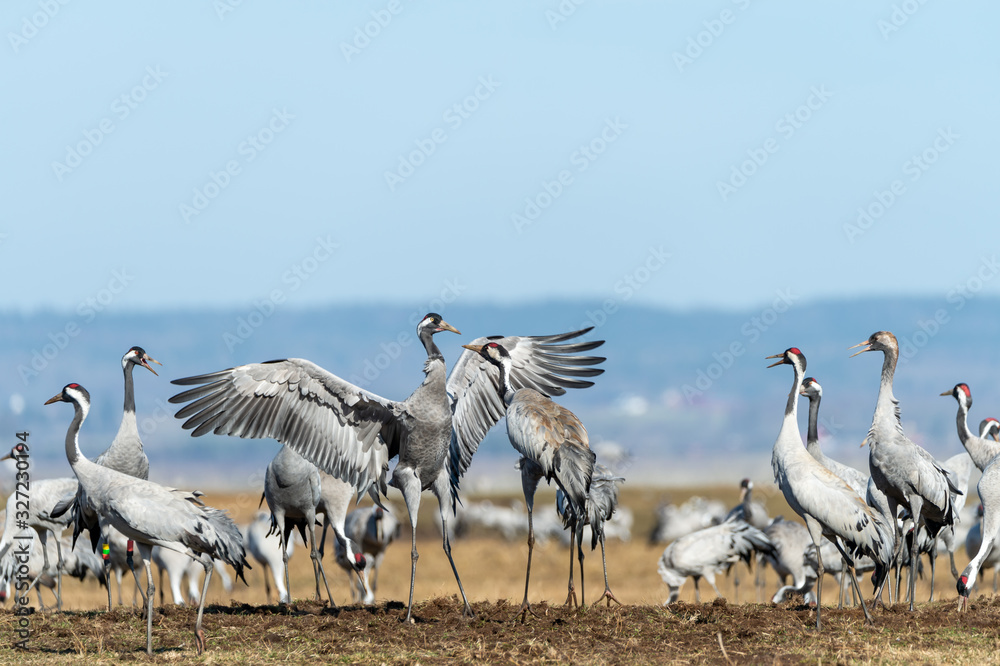 Obraz premium Dancing and jumping cranes, migratory birds, in the meadow at Hornborgasjön. In the spring, the migratory birds come to Sweden to breed. Blue sky background with copy space.