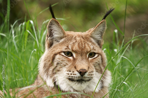 Portrait close-up of a lynx.