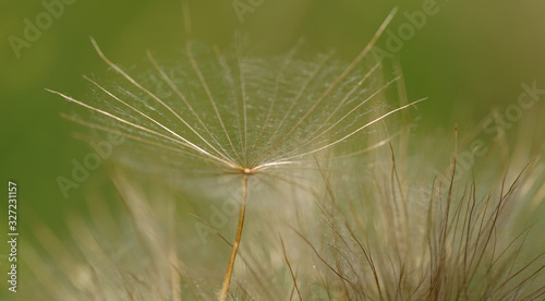 close up of dandelion on green background