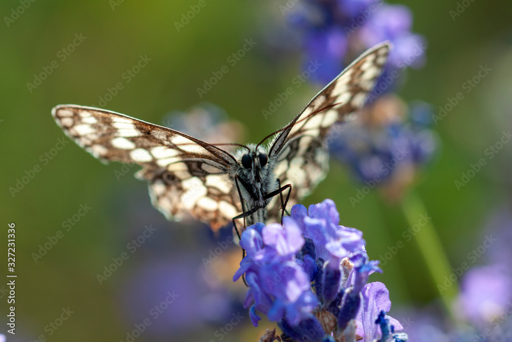 butterfly on flower