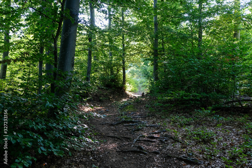 Fototapeta premium footpath in the woods