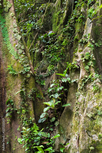 Tropical rainforest tree and rock with variety of climbing plants .