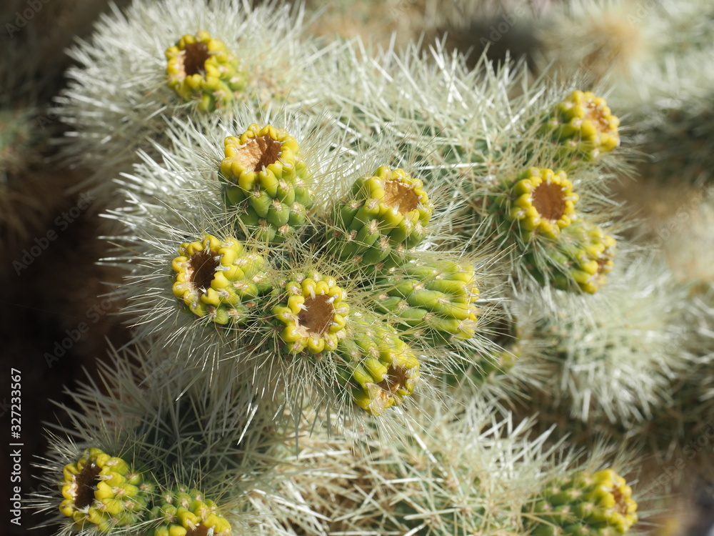 La Cholla cactus garden in Joshua Tree National Park La Cholla cactus garden in Joshua Tree National Park