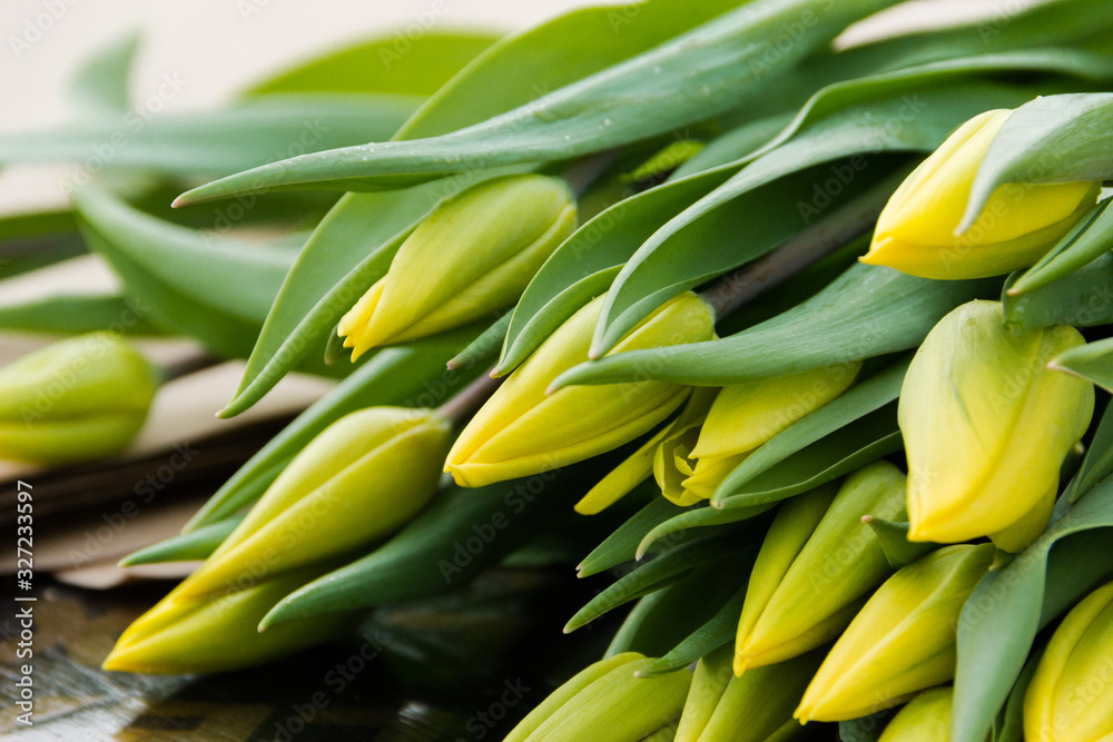 Beautiful yellow tulips, spring flowers floriculture. Selective focus Beautiful yellow tulips, spring flowers floriculture. Selective focus