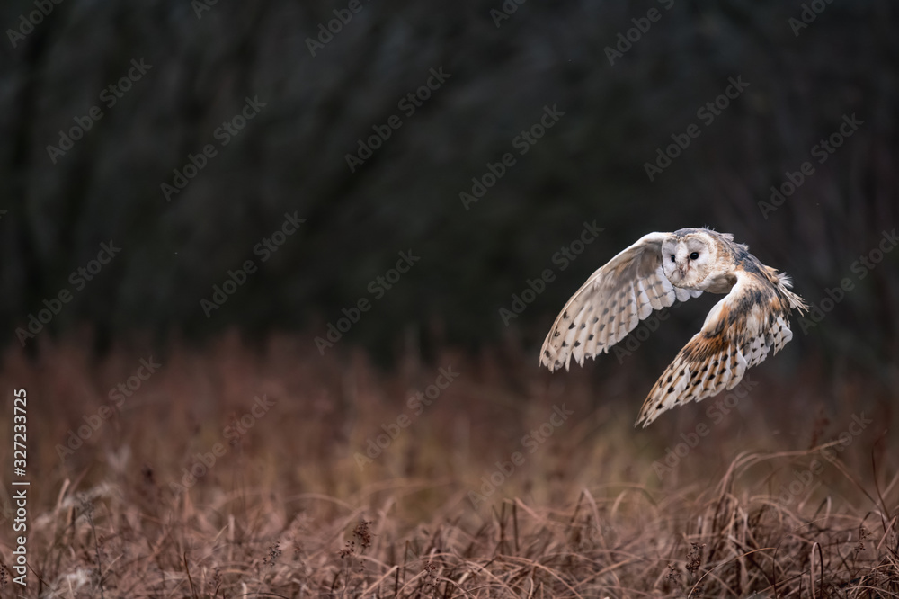 Fototapeta premium Barn Owl (Tieto Alba) in flight