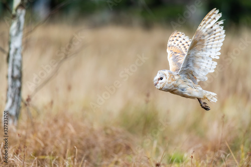 Barn Owl (Tieto Alba) in flight