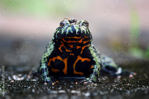 cute fire belly toad, oriental fire bellied toad, animal closeup