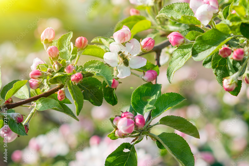 Honey bee pollinating apple blossom. The Apple tree blooms. Spring flowers. toned Honey bee pollinating apple blossom. The Apple tree blooms. Spring flowers. toned