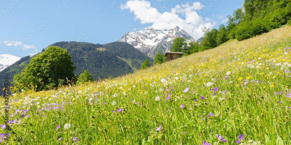 Panorama einer Bergblumenwiese im Frühjahr im Zillertal