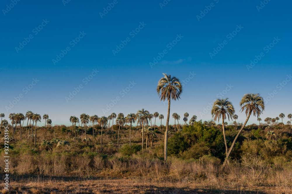 Obraz premium Beautiful landscape of El Palmar National Park in Argentina with yatay palm trees