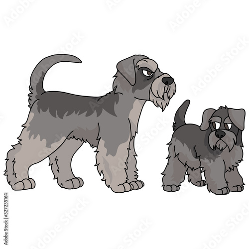 Cute cartoon schnauzer vector clipart. Pedigree kennel doggie breed for dog lovers. Purebred domestic dog and puppy terrier for pet parlor illustration mascot. Isolated canine English hunting breed. 