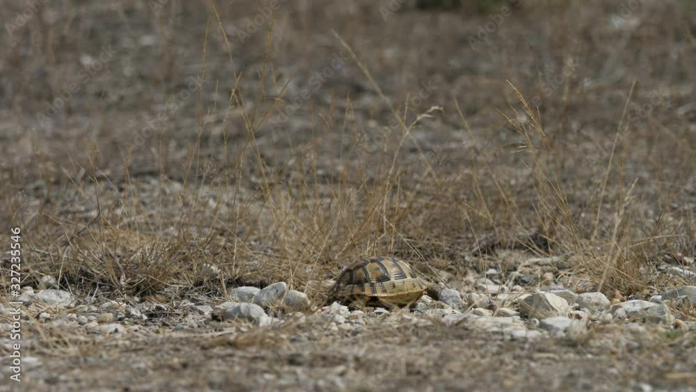 Greek spur-thighed tortoise (Testudo graeca) moving on rocky ground Greek spur-thighed tortoise (Testudo graeca) moving on rocky ground