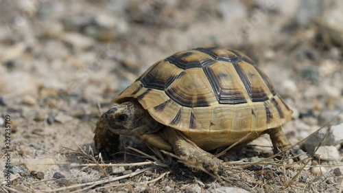 Close-up of Greek spur-thighed tortoise (Testudo graeca) in its habitat photo