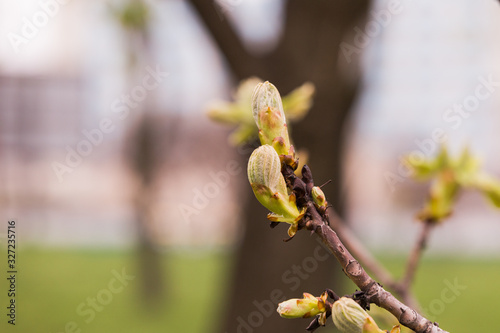First green Chestnut leaves branches bud. Blossoming spring leaf of chestnut. Nature background, selective focus