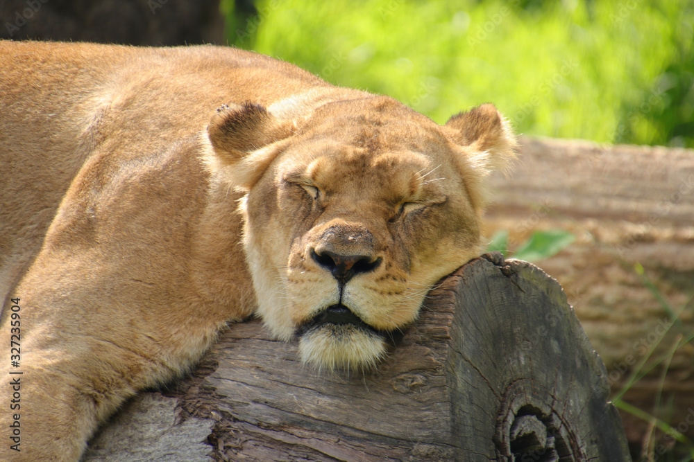 Obraz premium Sleeping Lioness on a log