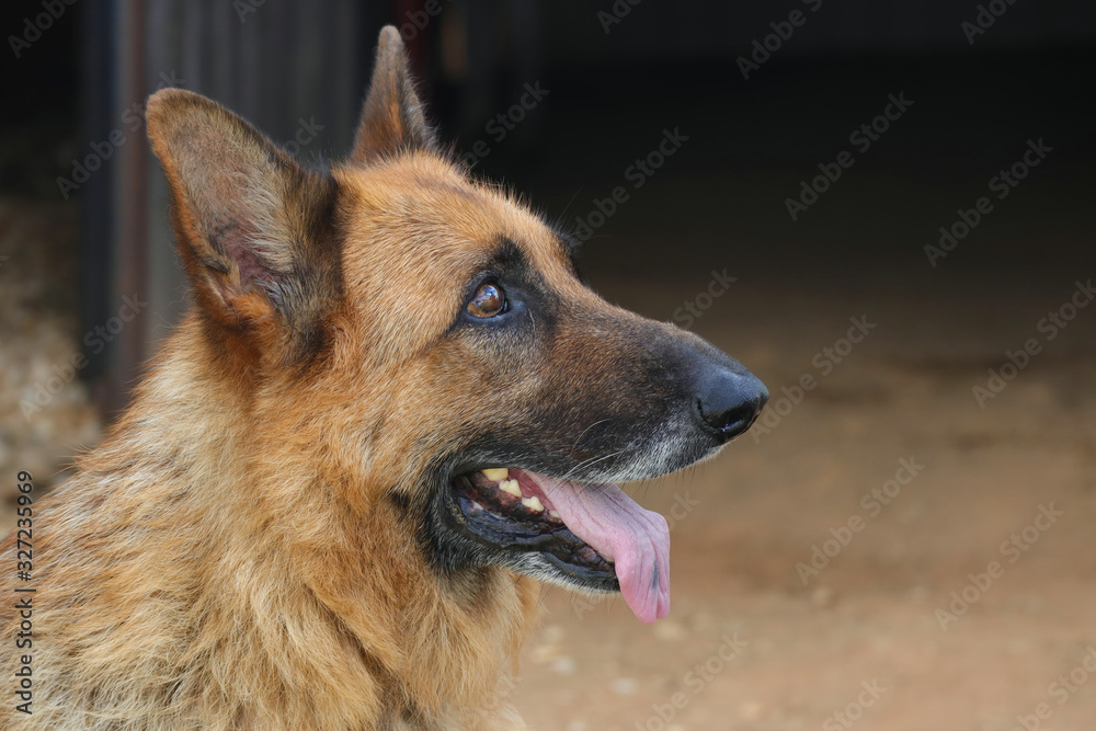 German Shepherd tongue