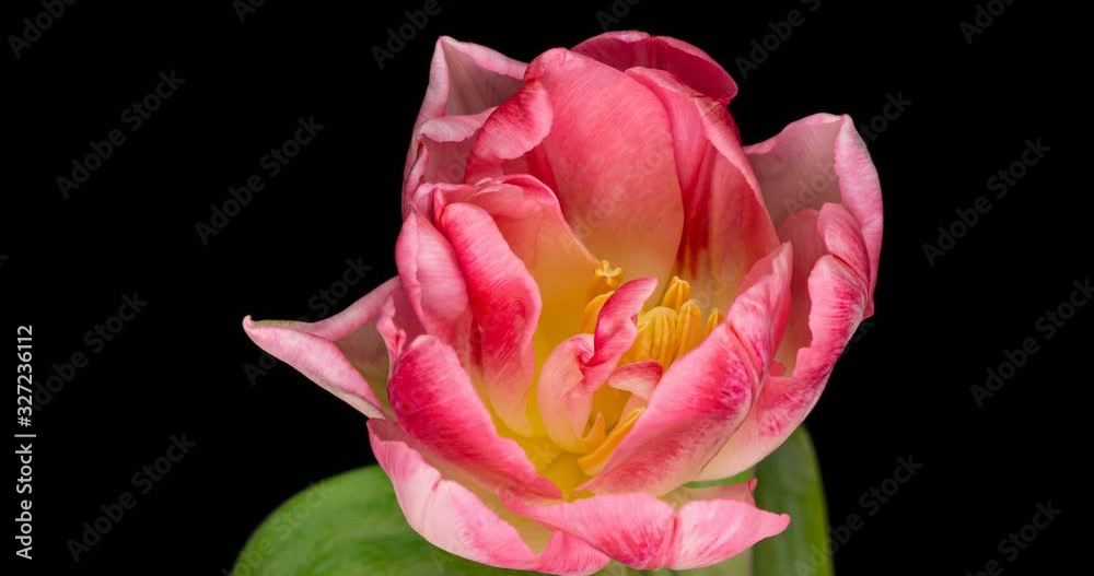 Timelapse of pink tulip flower blooming on black background. Timelapse of pink tulip flower blooming on black background.