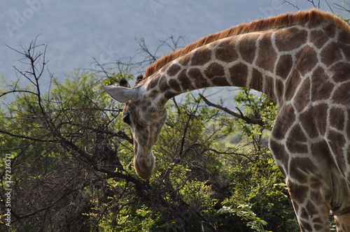 Giraffe eating branches from a dead tree