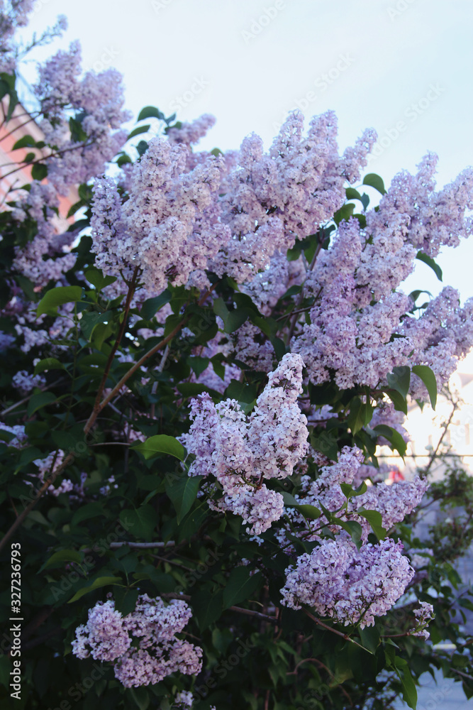 beautiful blooming lilac. spring on the doorstep