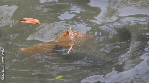 This plastic bag floats for a long time in the pond and is overgrown with micro-algae. Fish tilapia can feed on periphyton. Tropical ecosystems are polluted by plastic and calefaction. Sri Lanka photo