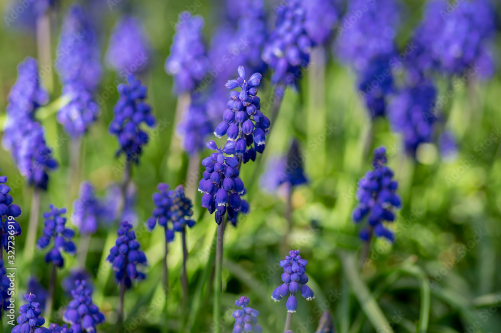 Muscari armeniacum flowering plant, blue spring bulbous grape hyacinth flowers in bloom in the garden Muscari armeniacum flowering plant, blue spring bulbous grape hyacinth flowers in bloom in the garden