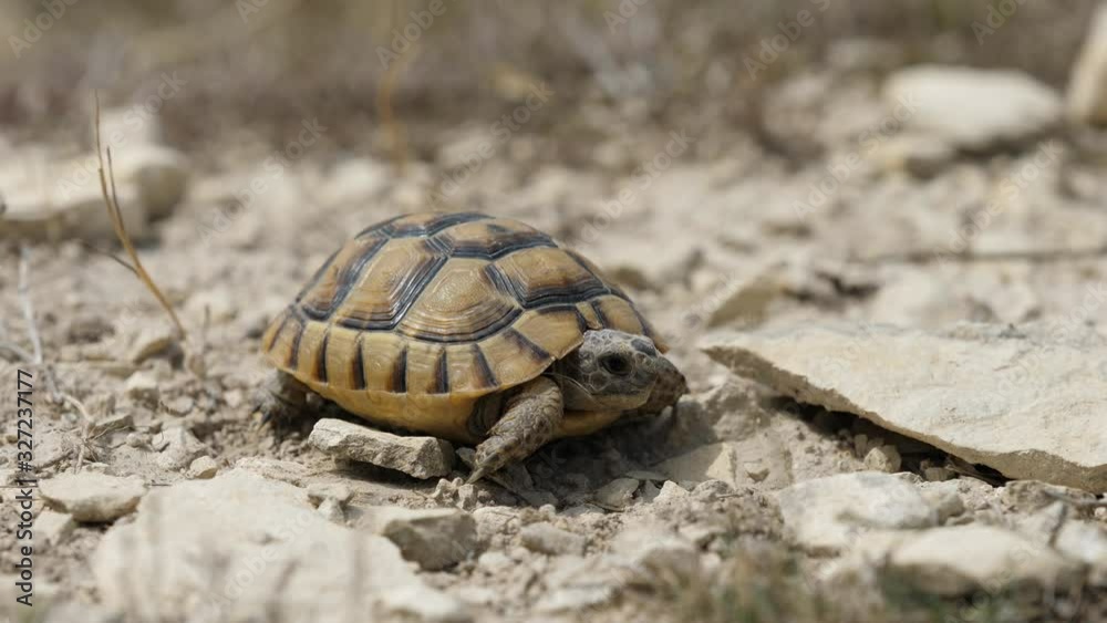 Little Greek spur-thighed tortoise (Testudo graeca) walk on rocky arid ground Little Greek spur-thighed tortoise (Testudo graeca) walk on rocky arid ground