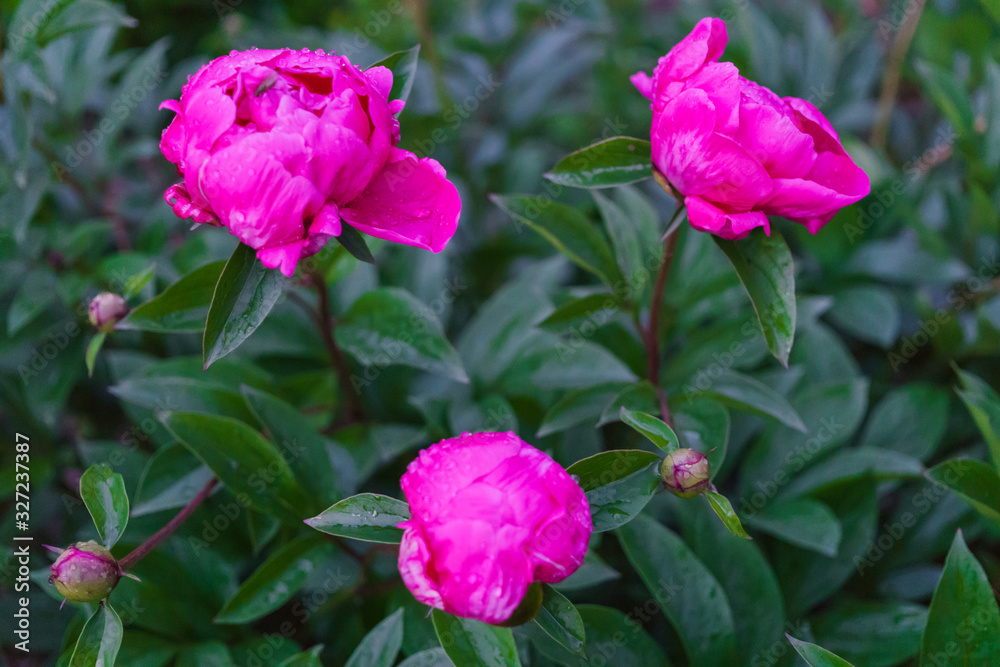 A bush of beautiful flowers of bright pink peony among green leaves in the garden. A bush of beautiful flowers of bright pink peony among green leaves in the garden.