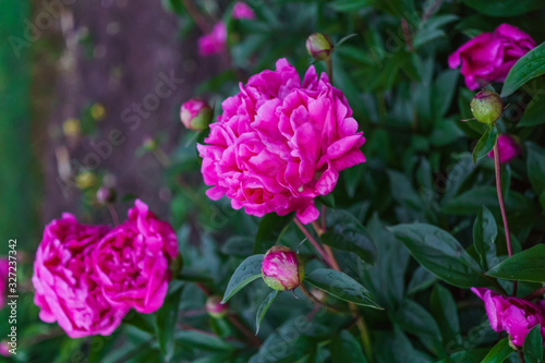 A bush of beautiful flowers of bright pink peony among green leaves in the garden.