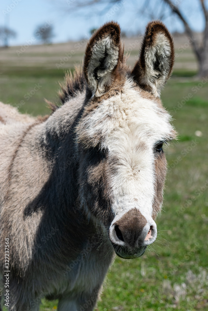 Closeup of a cute gray and white donkey face Closeup of a cute gray and white donkey face