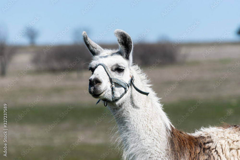 Obraz premium Closeup of brown and white Llama with head slightly turned