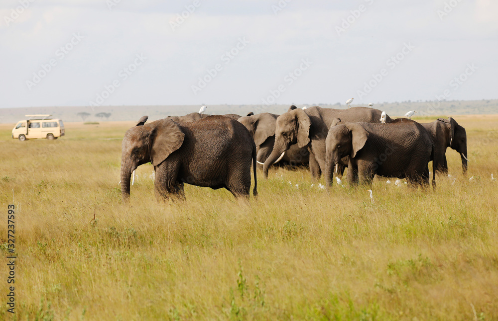 Elephants in Amboseli Nationalpark, Kenya, Africa .