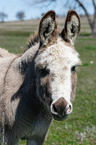 Closeup of a cute gray and white donkey face