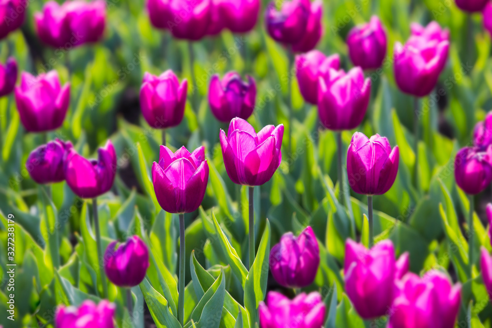 Obraz premium Spring beautiful purple tulips field close-up in garden. Selective focus.