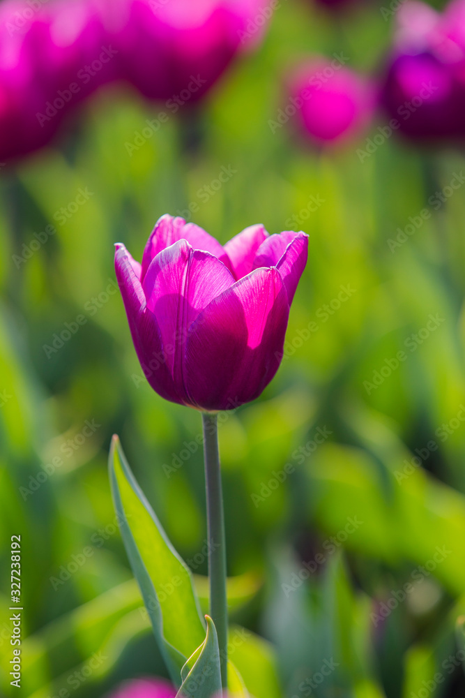 Spring beautiful purple tulips field close-up in garden. Selective focus. Spring beautiful purple tulips field close-up in garden. Selective focus.