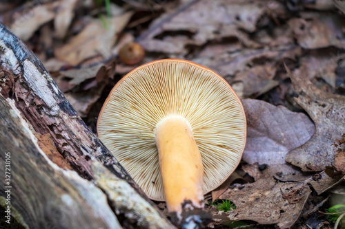 Gills of Lactifluus volemus mushroom