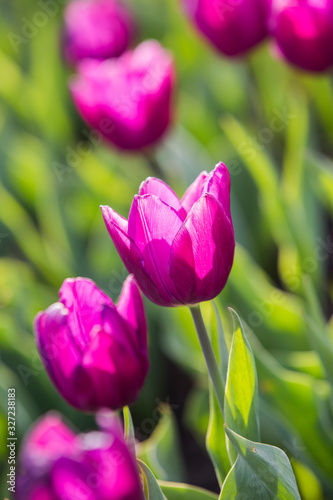 Spring beautiful purple tulips field close-up in garden. Selective focus.