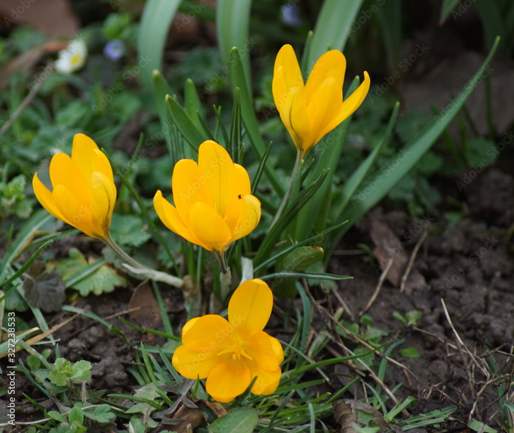 Hübsche gelbe Krokus Blüten in der Natur Hübsche gelbe Krokus Blüten in der Natur