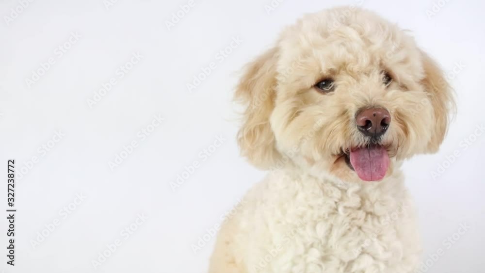 Happy Labradoodle on White Background Happy Labradoodle on White Background