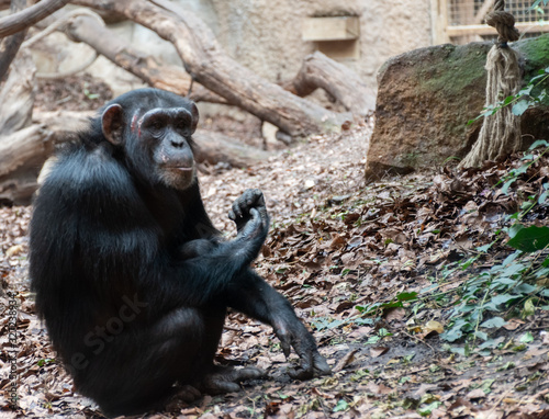 chimp sitting down 