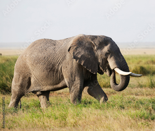 Elephants in Amboseli Nationalpark, Kenya, Africa © Marc Stephan