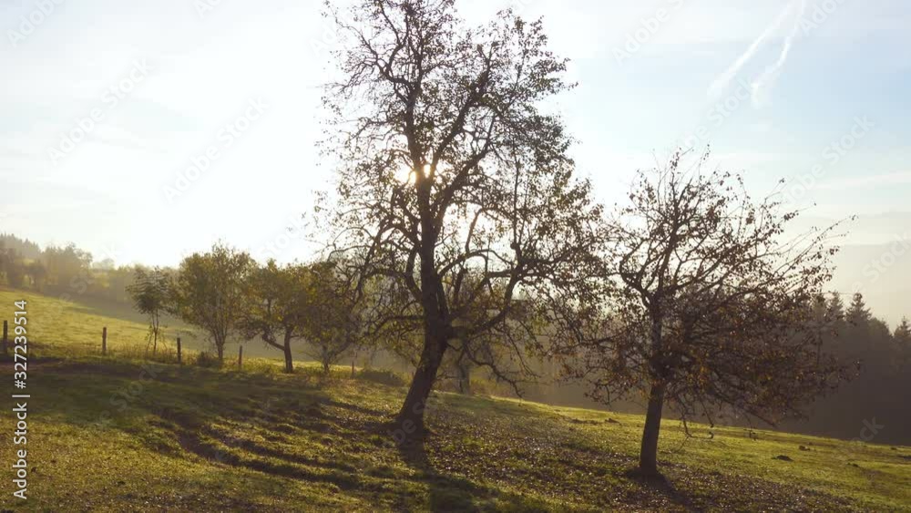 beautiful morning fog mountain silhouettes with the green lawn and tree landscape in the austrian mountains