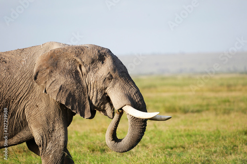 Elephants in Amboseli Nationalpark  Kenya  Africa
