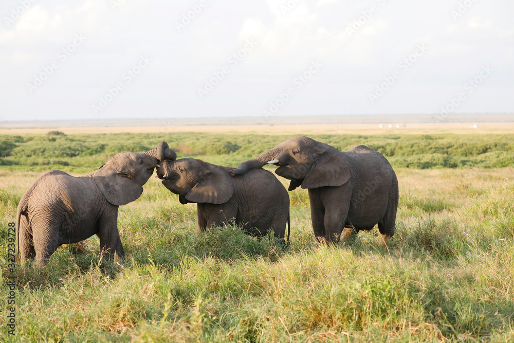 Elephants in Amboseli Nationalpark, Kenya, Africa Elephants in Amboseli Nationalpark, Kenya, Africa
