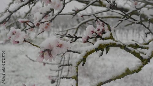 Mandelblüte mit Schnee bedeckt  photo