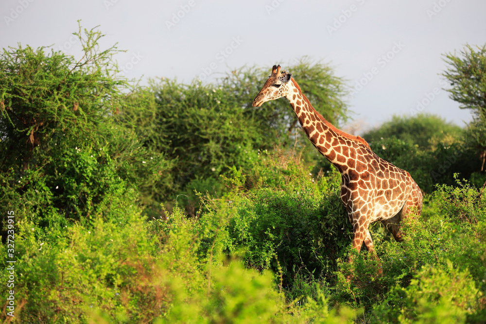 Fototapeta premium Massai-Giraffe in Tsavo East National Park, Kenya, Africa