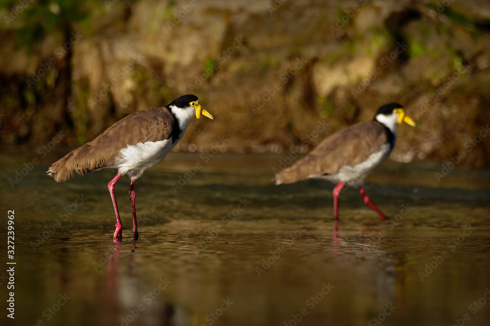 Vanellus miles - Masked Lapwing, wader from Australia and New Zealand. Shore bird with yellow beak, brown back and wings and red legs staying in the water Vanellus miles - Masked Lapwing, wader from Australia and New Zealand. Shore bird with yellow beak, brown back and wings and red legs staying in the water