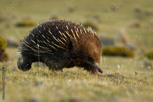 Tachyglossus aculeatus - Short-beaked Echidna in the Australian bush, known as spiny anteaters, family Tachyglossidae in the monotreme order of egg-laying mammals, Tasmania, Australia photo
