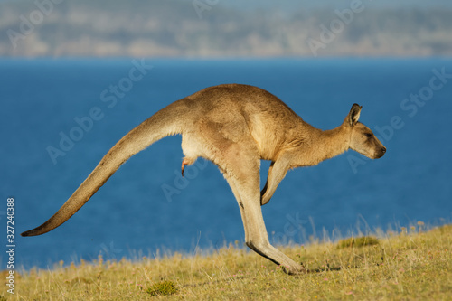 Macropus giganteus - Eastern Grey Kangaroo marsupial found in eastern third of Australia, also known as the great grey kangaroo and the forester kangaroo. Jumping in the coastal bush